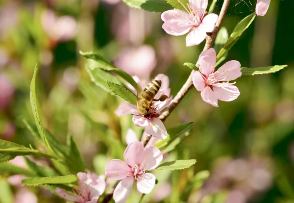 Bee on a flower — Stock Photo, Image