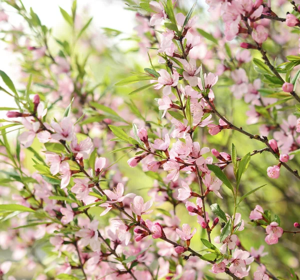 Цветок сакуры — стоковое фото