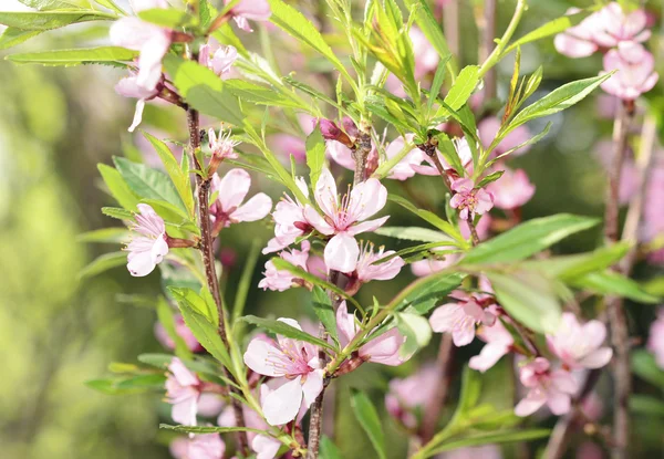 Cherry flower — Stock Photo, Image