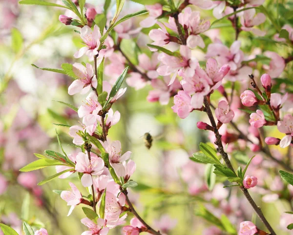 Sakura — Stockfoto