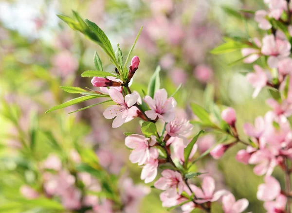 Sakura. —  Fotos de Stock