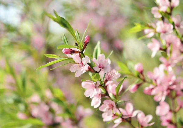 Sakura — Stockfoto