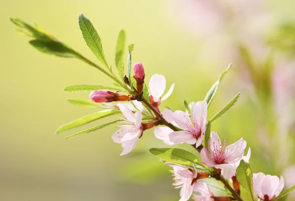 Sakura — Stockfoto