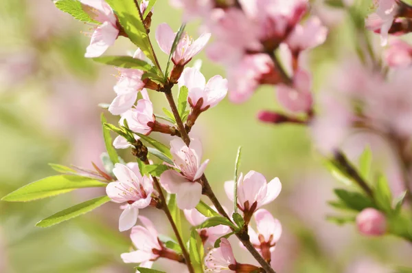 Sakura — Stock Photo, Image