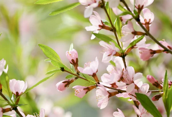 Sakura — Stockfoto