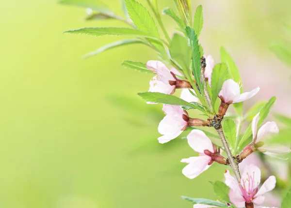 Sakura — Stockfoto