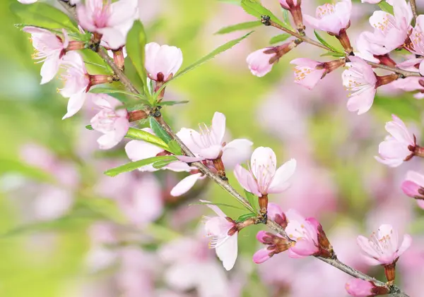 Sakura — Zdjęcie stockowe