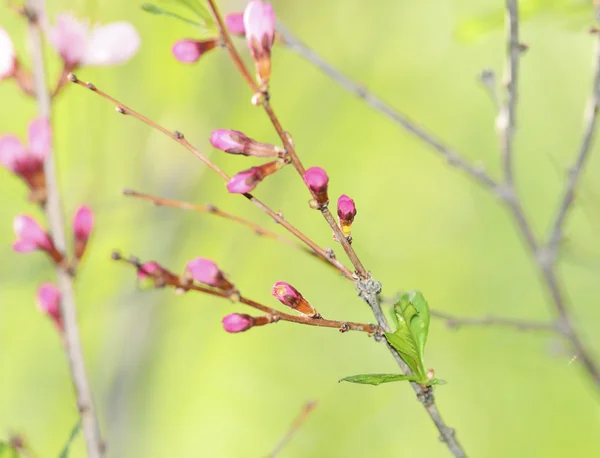 Roze toppen van kers — Stockfoto