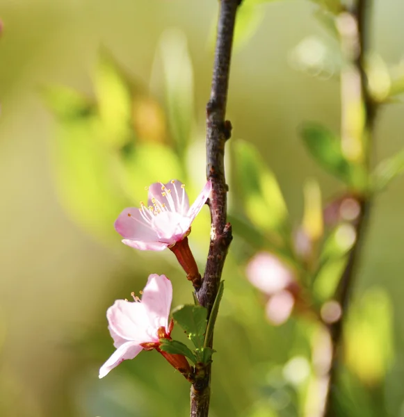 Kwiaty wiśni — Zdjęcie stockowe