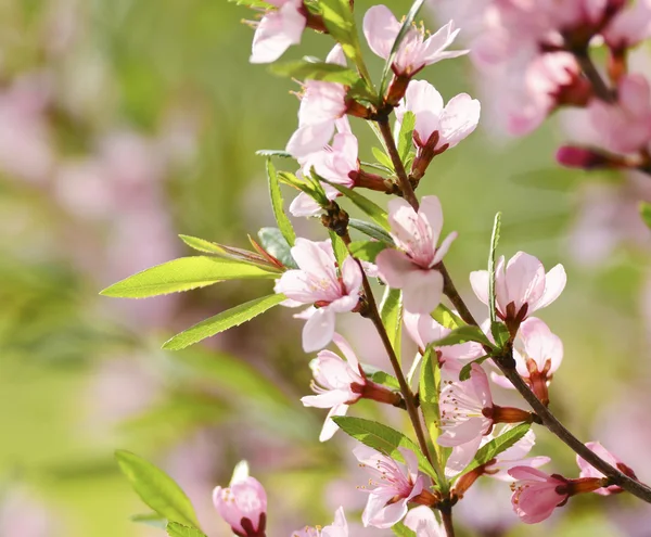 Pink flowers of cherry — Stock Photo, Image