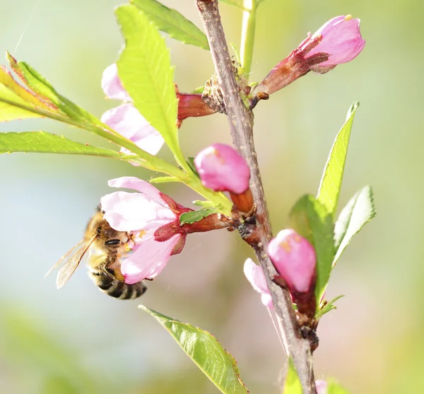 A bee gathers pollen — Stock Photo, Image