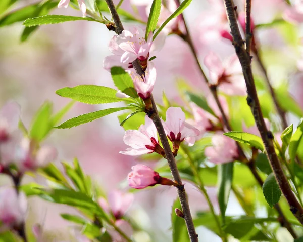 Pink flowers of cherry — Stock Photo, Image