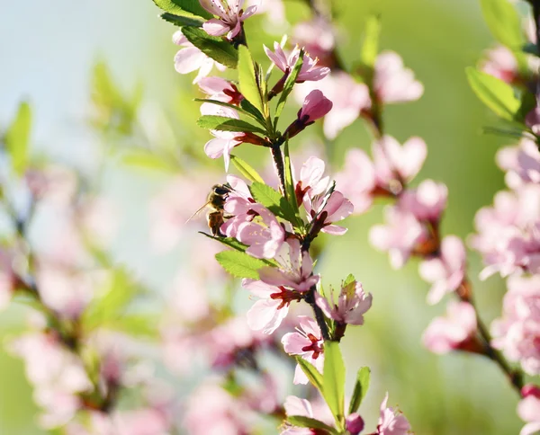 Ett bi samlar pollen — Stockfoto