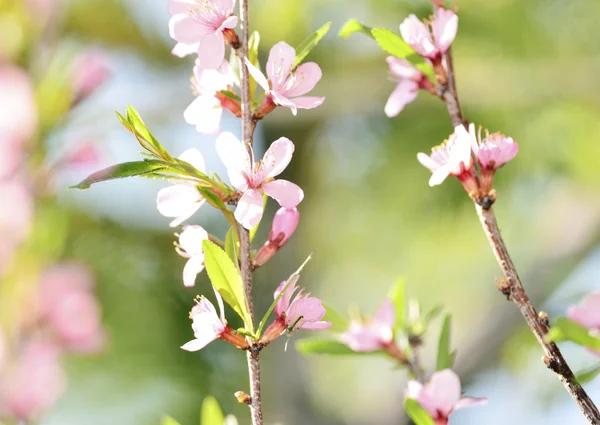 Blommor — Stockfoto