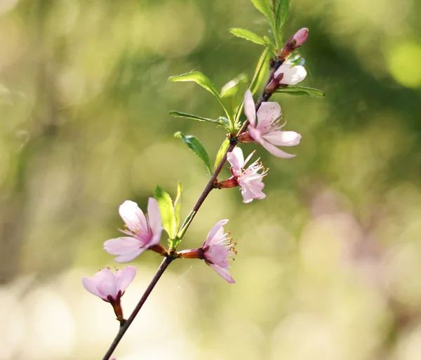 Pink cherry — Stock Photo, Image