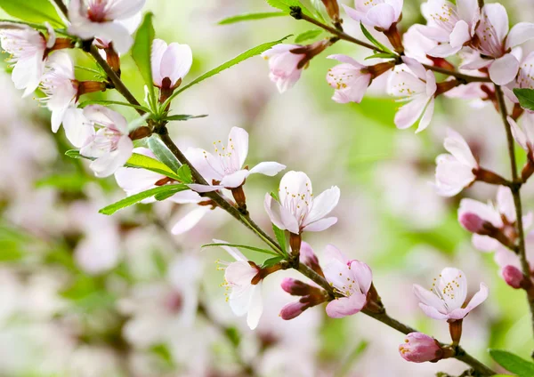 Sakura. — Foto de Stock