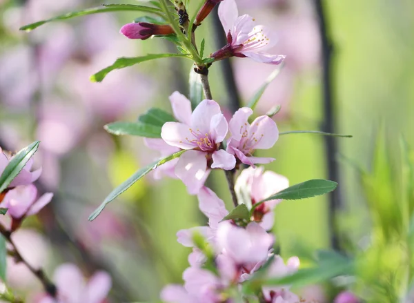 Sakura — Stock Photo, Image