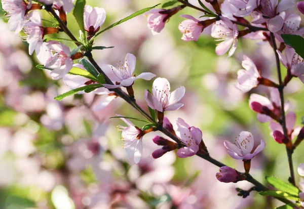 Sakura — Stock Photo, Image