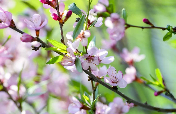 Cherry — Stock Photo, Image