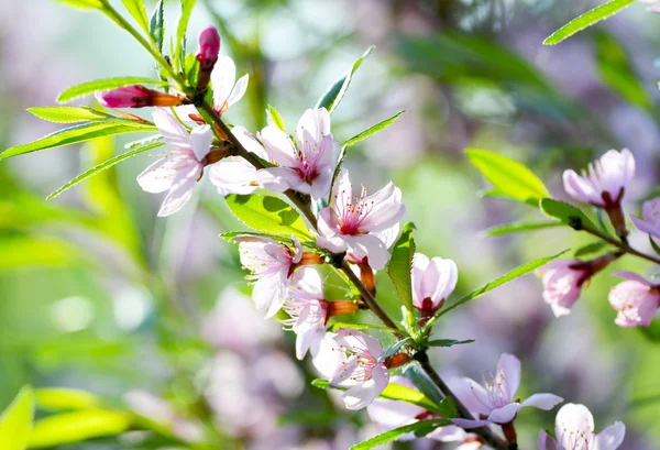 Pink flowers of cherry — Stock Photo, Image
