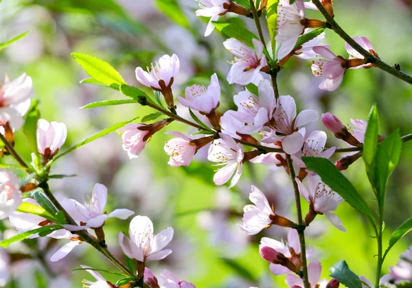 Sakura — Stockfoto