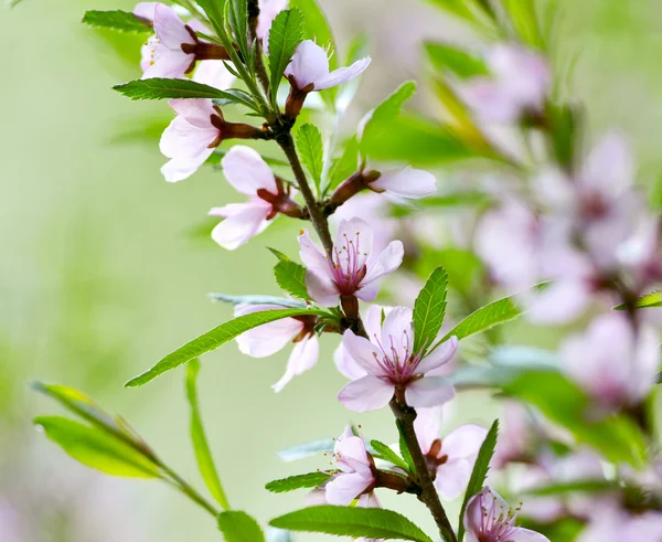 Sakura — Stock Photo, Image