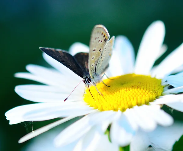 Бабочка-красавица — стоковое фото