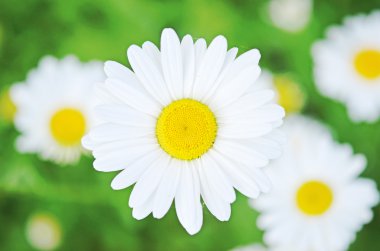 Camomiles