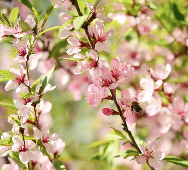 Sakura — Stockfoto