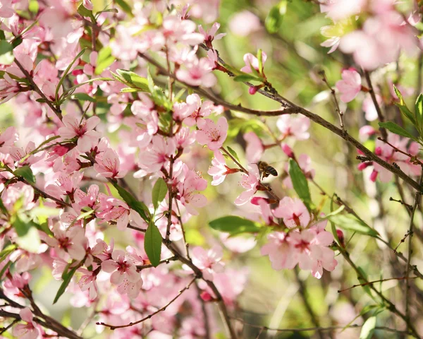 春桜 — ストック写真