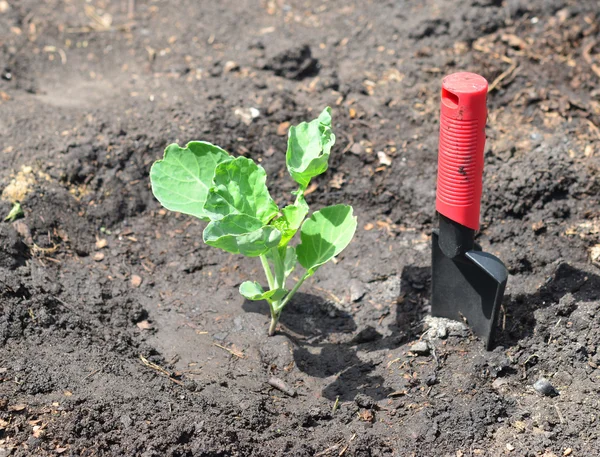 Gardening — Stock Photo, Image