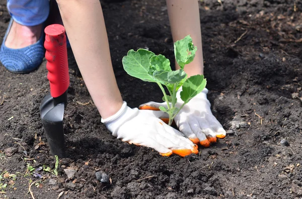 Gartenarbeit — Stockfoto