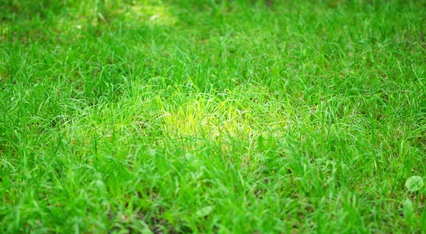 Green grass — Stock Photo, Image