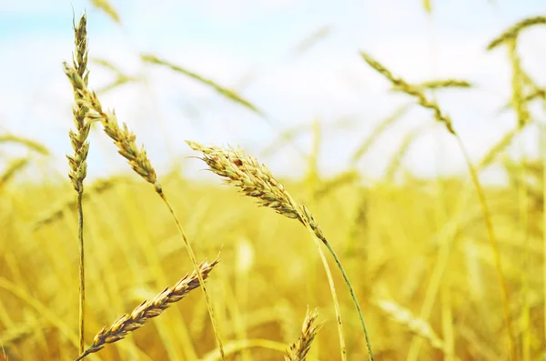 Wheat field — Stock Photo, Image