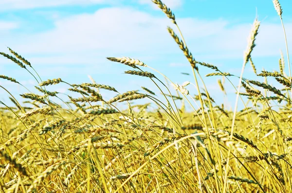 Wheat field — Stock Photo, Image