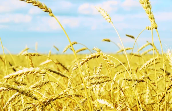 Wheat field Stock Picture
