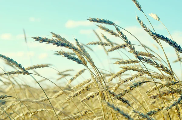 Wheat field — Stock Photo, Image