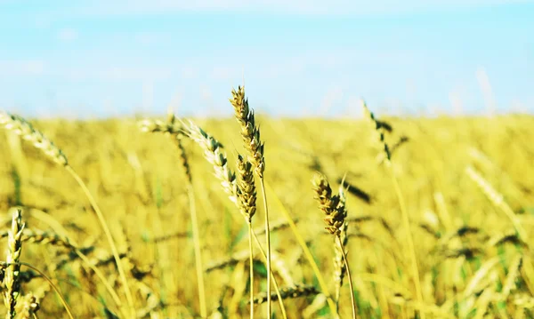 Wheat field — Stock Photo, Image