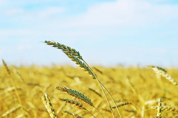 Wheat field — Stock Photo, Image