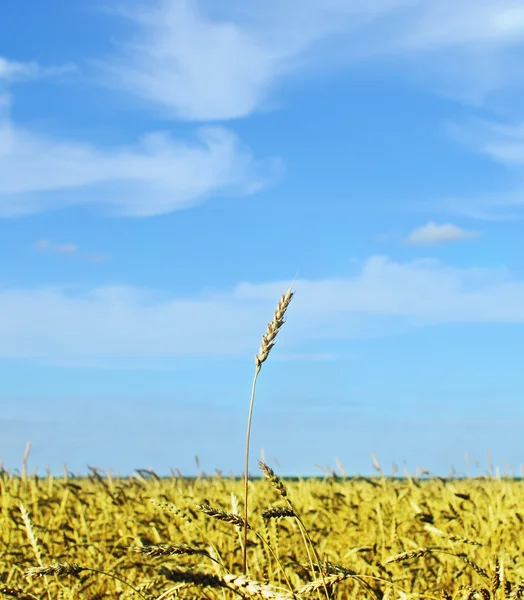 Weizenspitze — Stockfoto