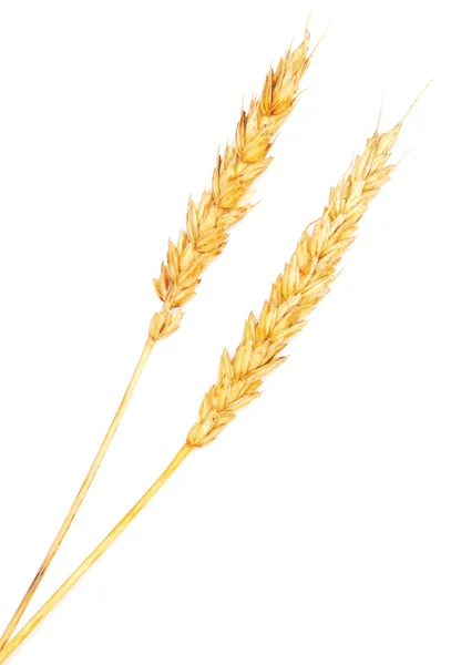 Ripe wheat — Stock Photo, Image