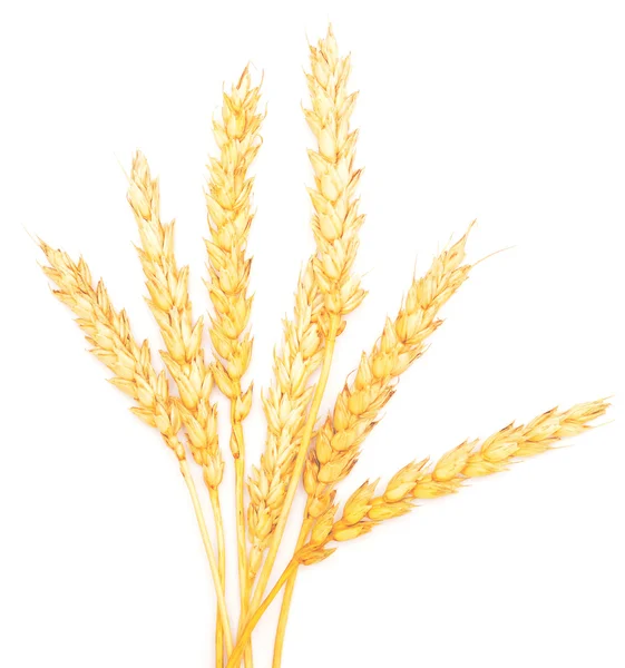 成熟的小麦 — 图库照片