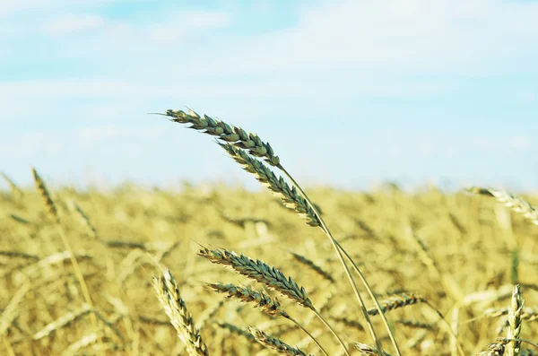 Wheat field — Stock Photo, Image