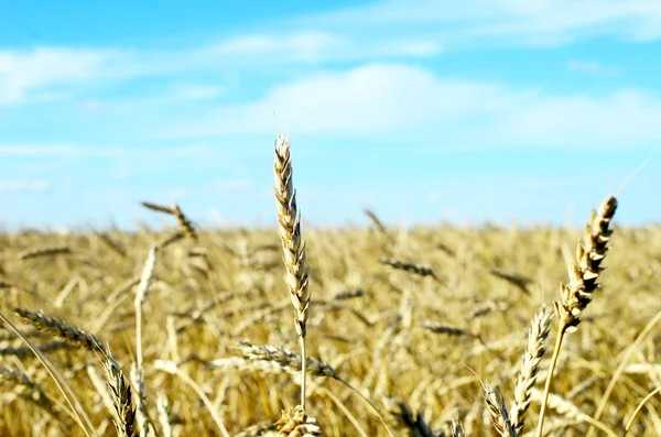 Wheat field — Stock Photo, Image