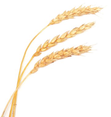 buğday