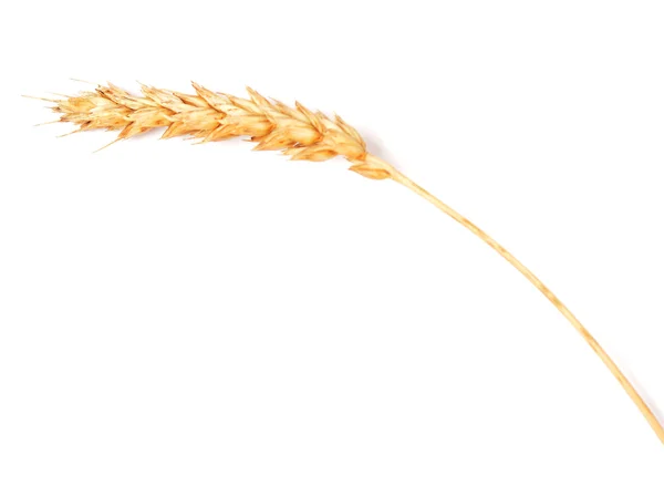 Пшениця вухо — стокове фото