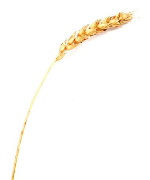 Buğday kulağı — Stok fotoğraf