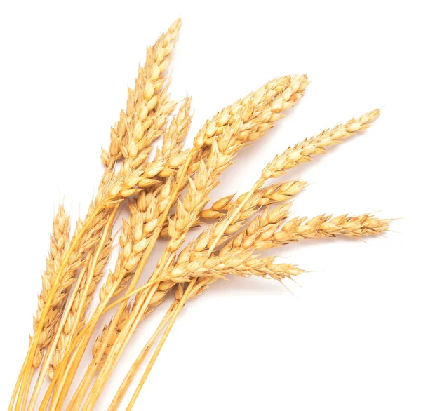 Golden wheat — Stock Photo, Image