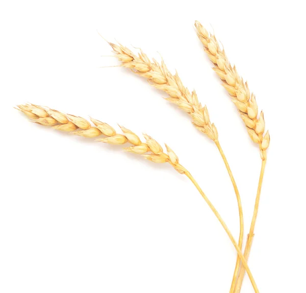 Wheat ears — Stock Photo, Image