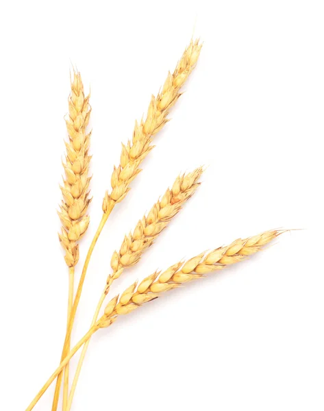 Золота пшениця — стокове фото